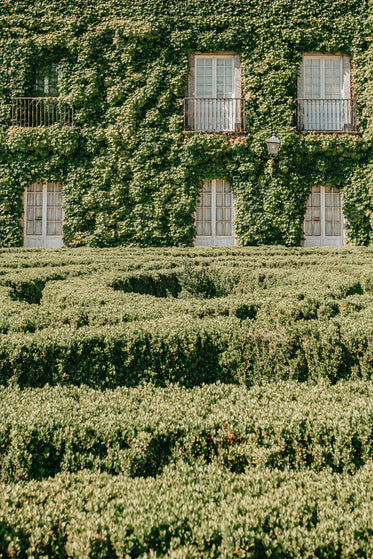 building covered in green foliage