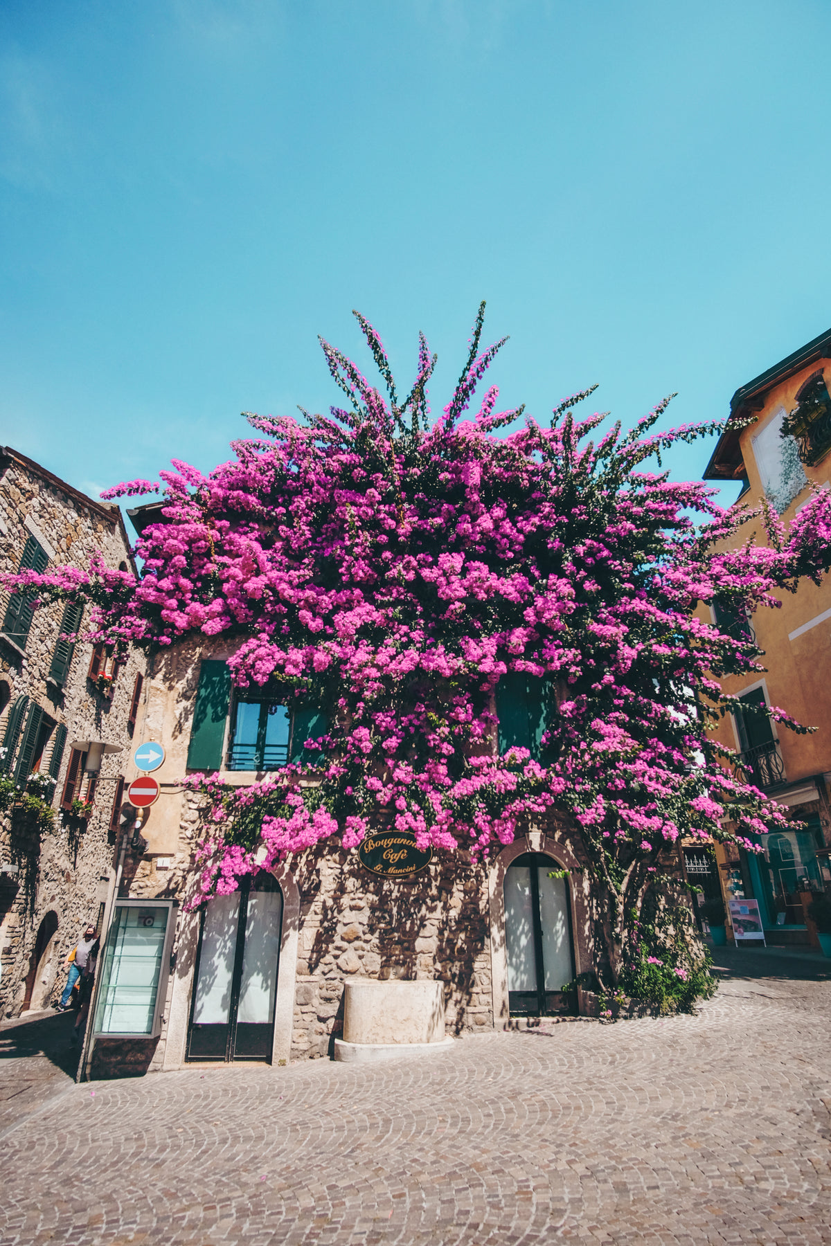 building covered with bougainvillea in full bloom