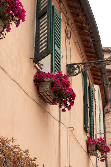 building with baskets of purple petunias out each window