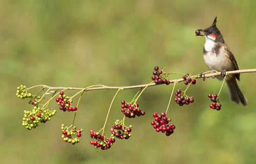 bulbul crested bird eating berries