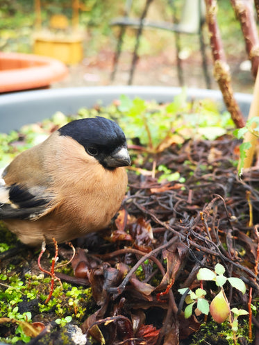 bullfinch break