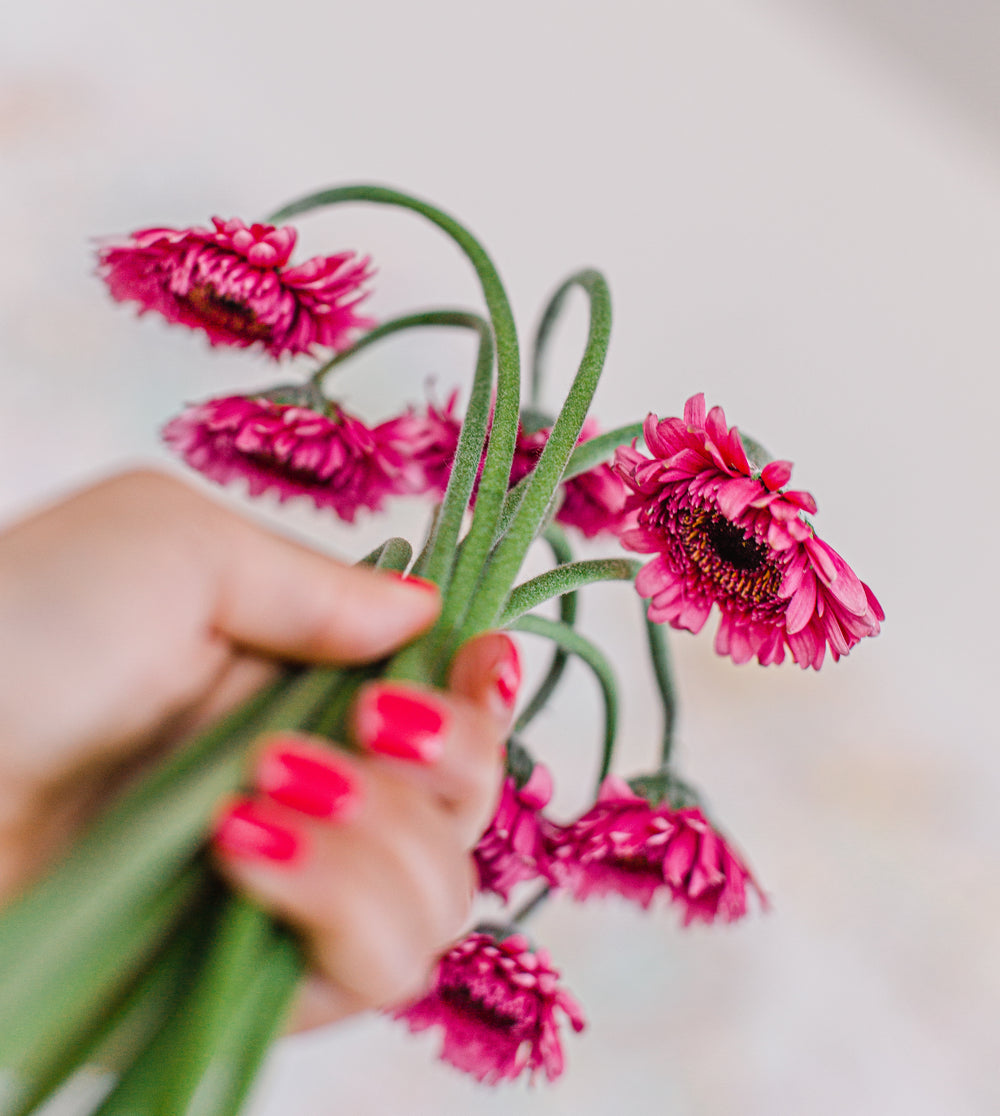 bunch of large pink daisies