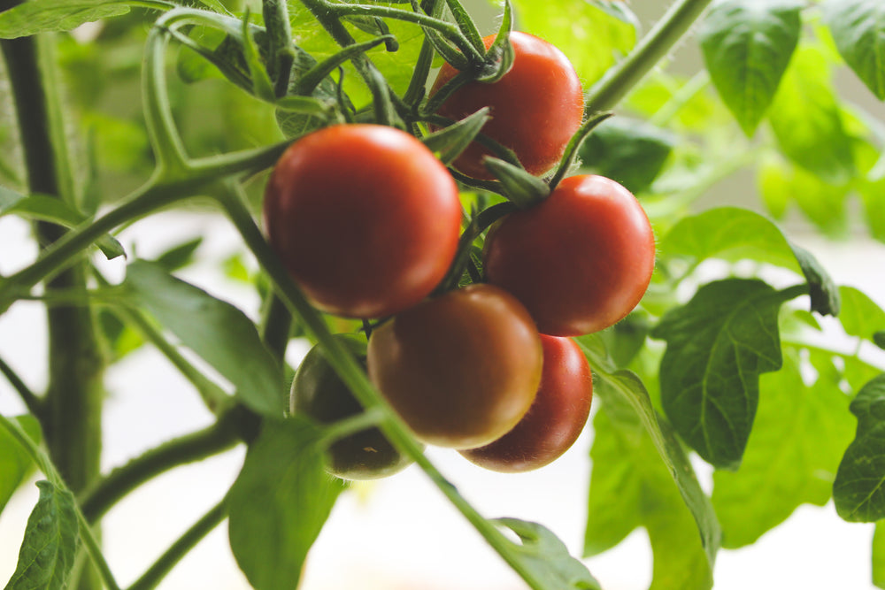 bunch of tomatoes