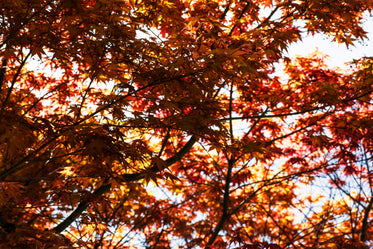 bunches of japanese maple leaves layered over sky in soft focus