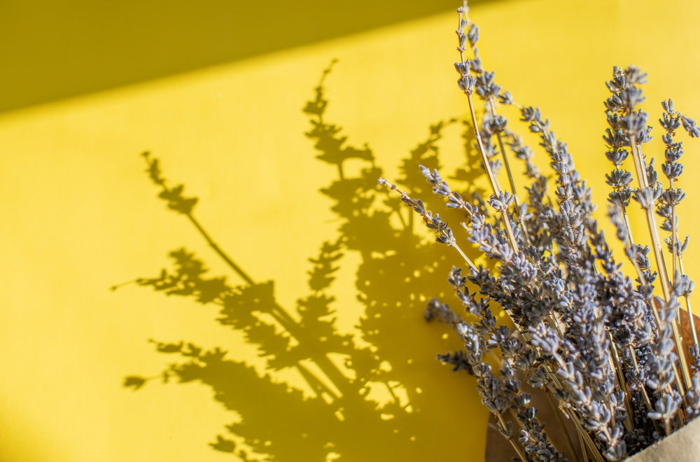 bundle of lavender against a yellow backdrop