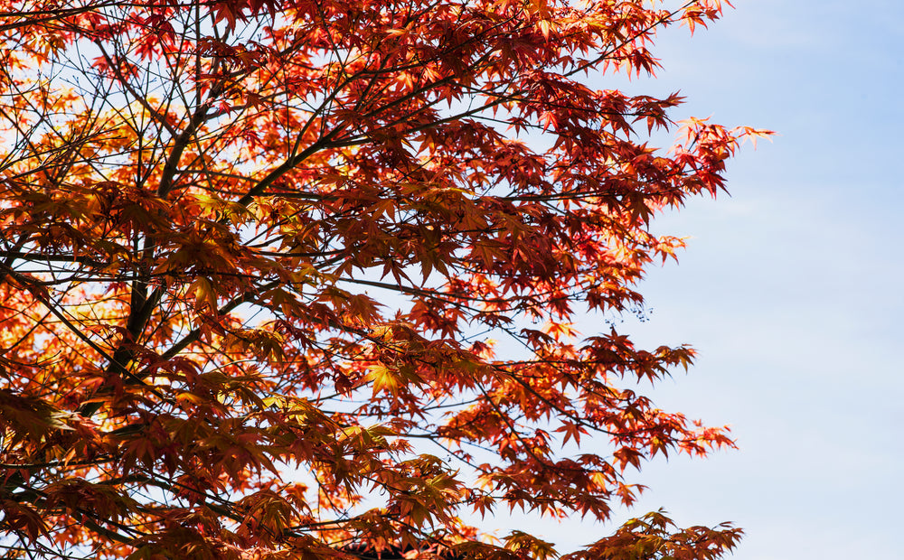 burnt orange and red japenese maple branches in morning light