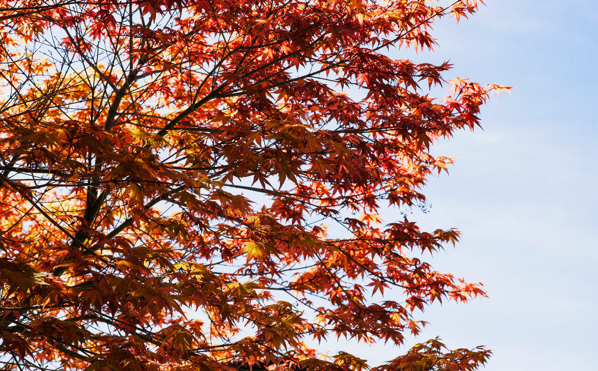 burnt orange and red japenese maple branches in morning light