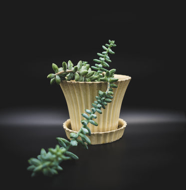 burro's tail in yellow ceramic planter