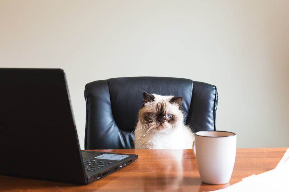 Free Stock Photo of Business Cat In Office — HD Images