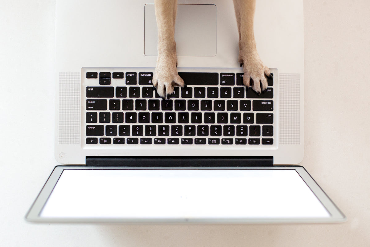 商务犬用爪子踩键盘