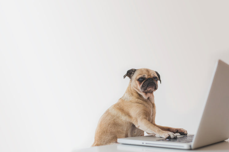 business-pug-working-on-laptop.jpg?width