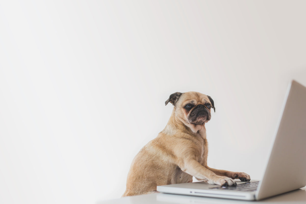 商务狗在笔记本电脑上工作
