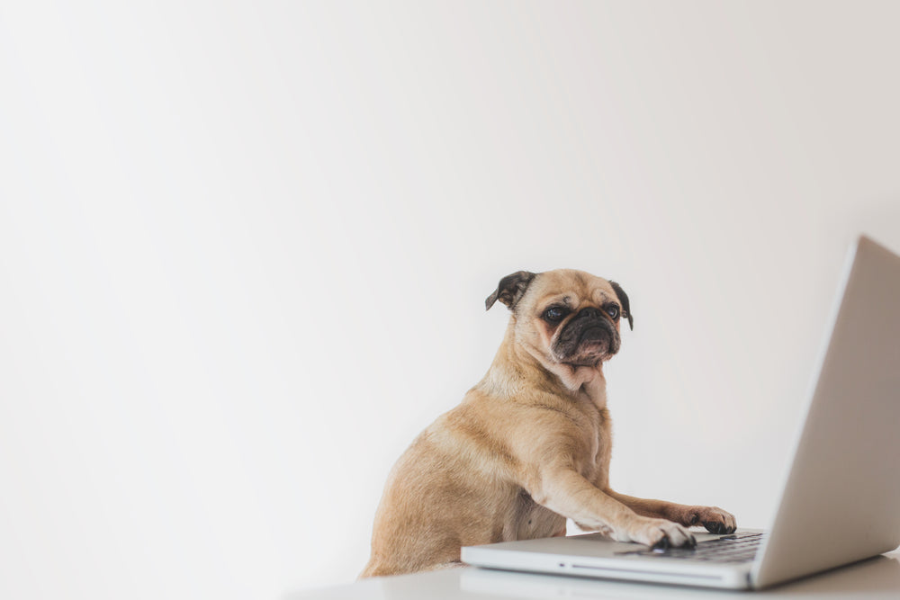 business pug working on laptop