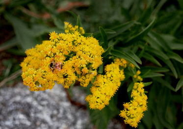 busy bee on yellow flower