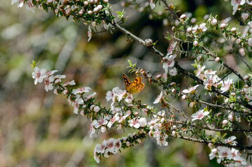 butterfly on a cherry blossom