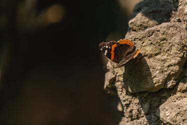 butterfly on rock