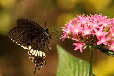 butterfly perched on wildflower