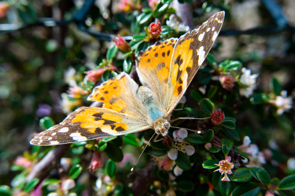 Butterfly Spreading Yellow Wings