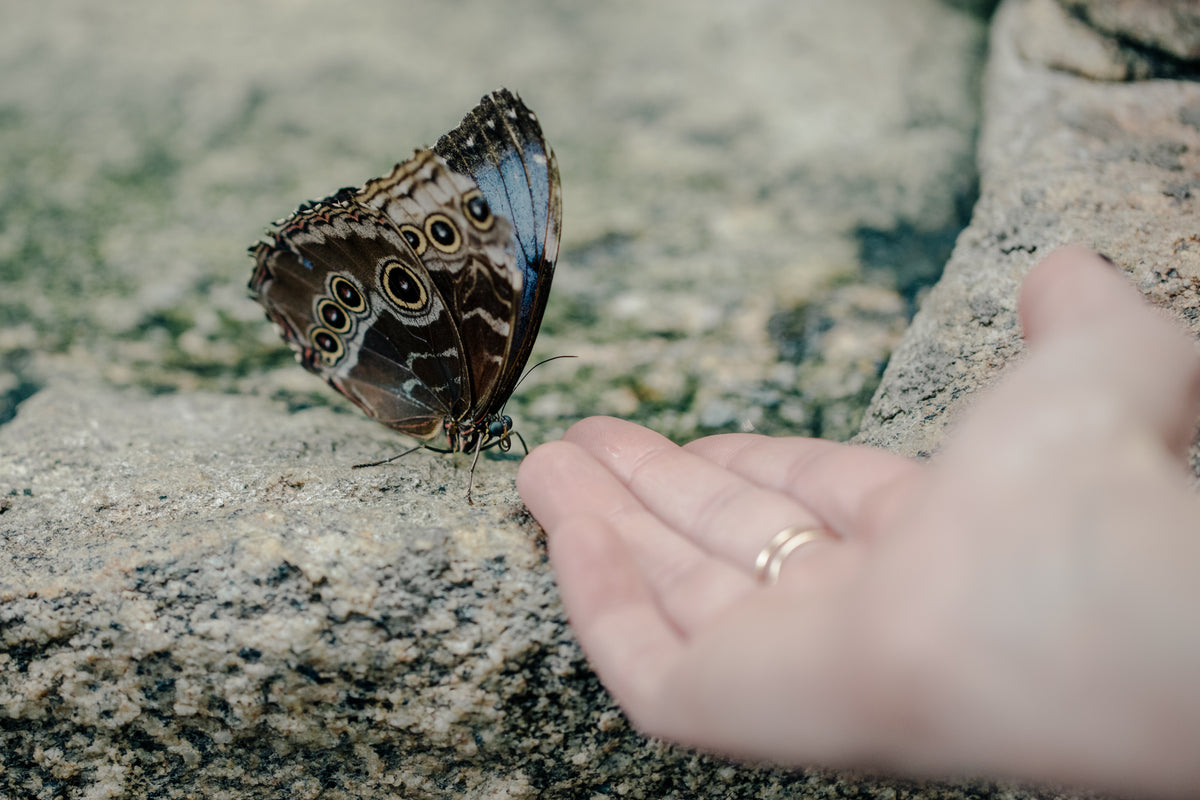 butterfly with blue and brown wings greeted with hand
