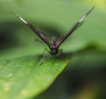 butterfly with open wings sat on green leaf