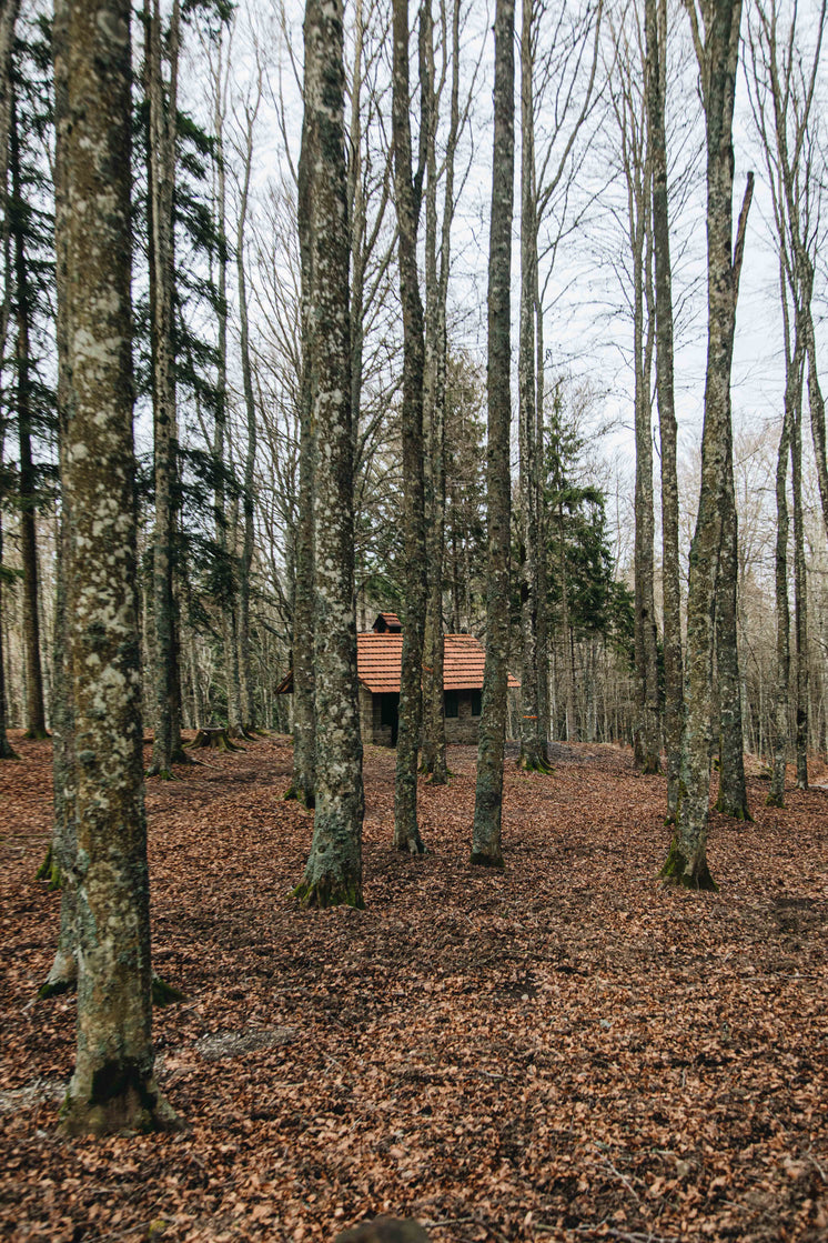 cabin-in-the-woods-surrounded-by-trees.j