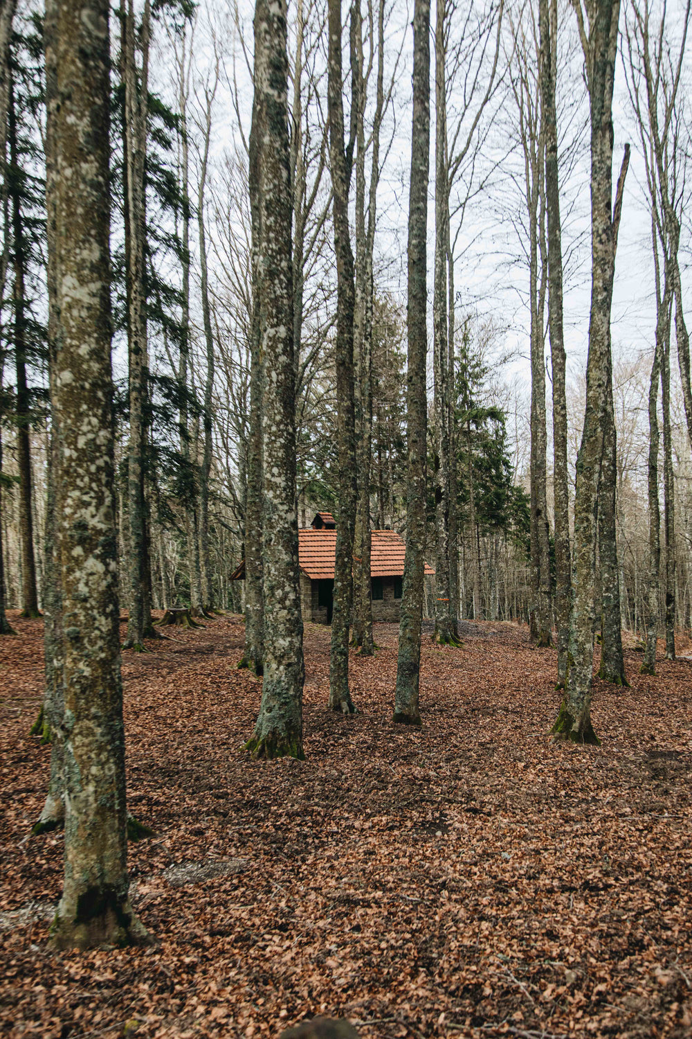 cabin in the woods surrounded by trees
