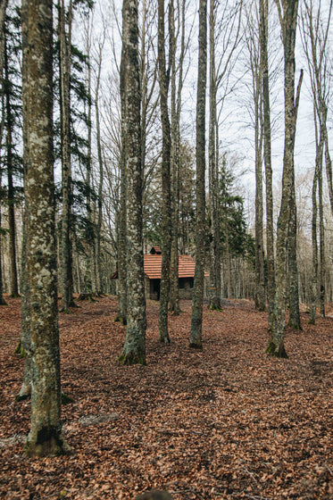 cabin in the woods surrounded by trees