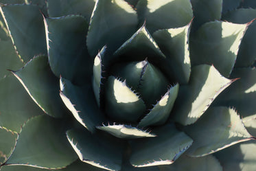 cactus close up in green