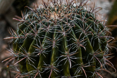 cactus closeup