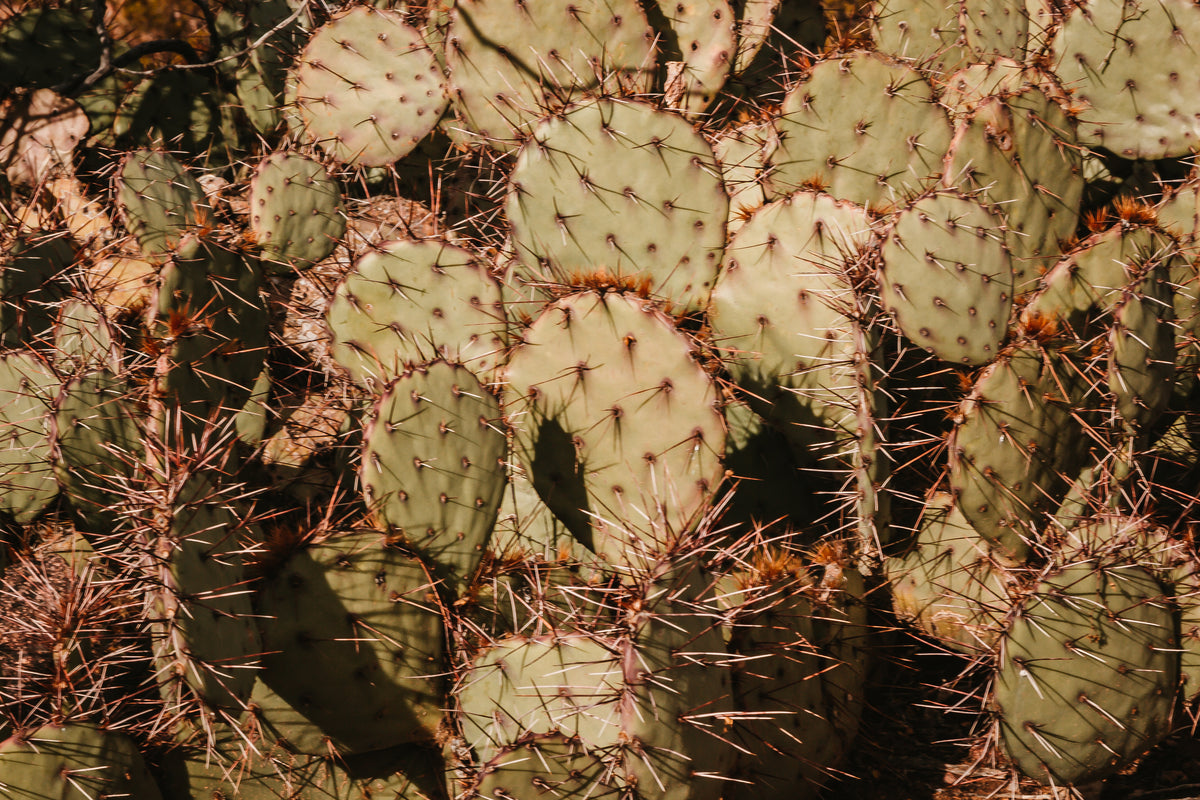cactus cluster
