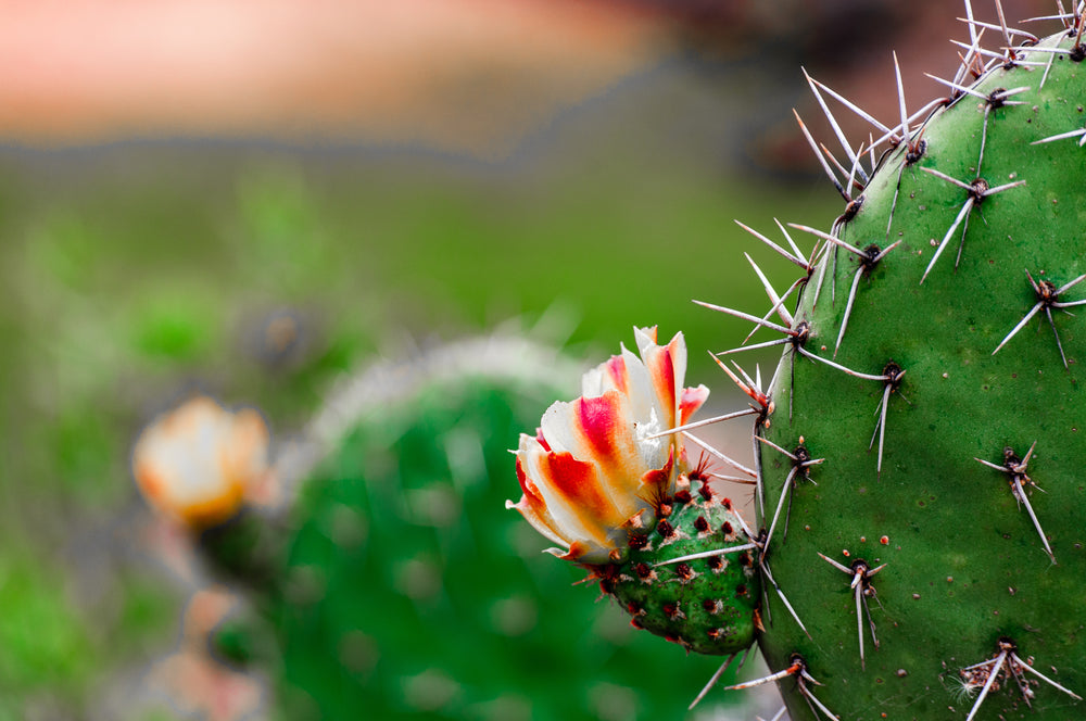cactus flowering