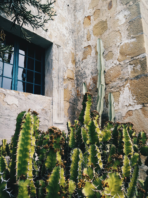 cactus growth by stone wall