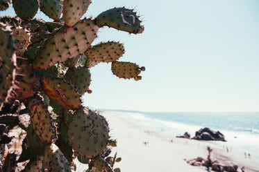 cactus on beach