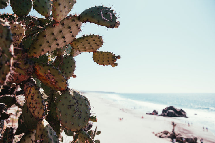 Cactus On Beach