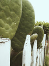cactus peeking over picket fence