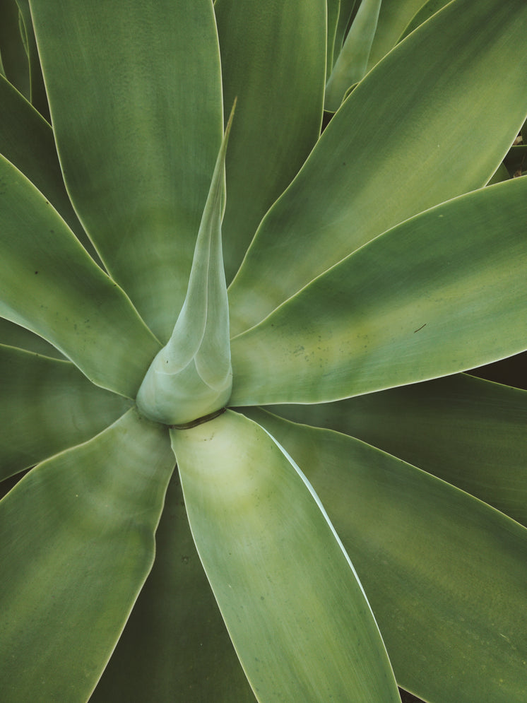 cactus-plant-close-up-center.jpg?width=746&format=pjpg&exif=0&iptc=0