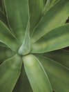 cactus plant close up center