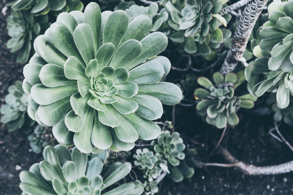 cactus plant in sun