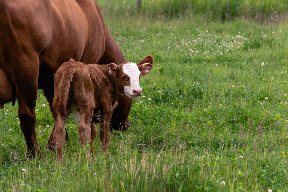 calf and cow