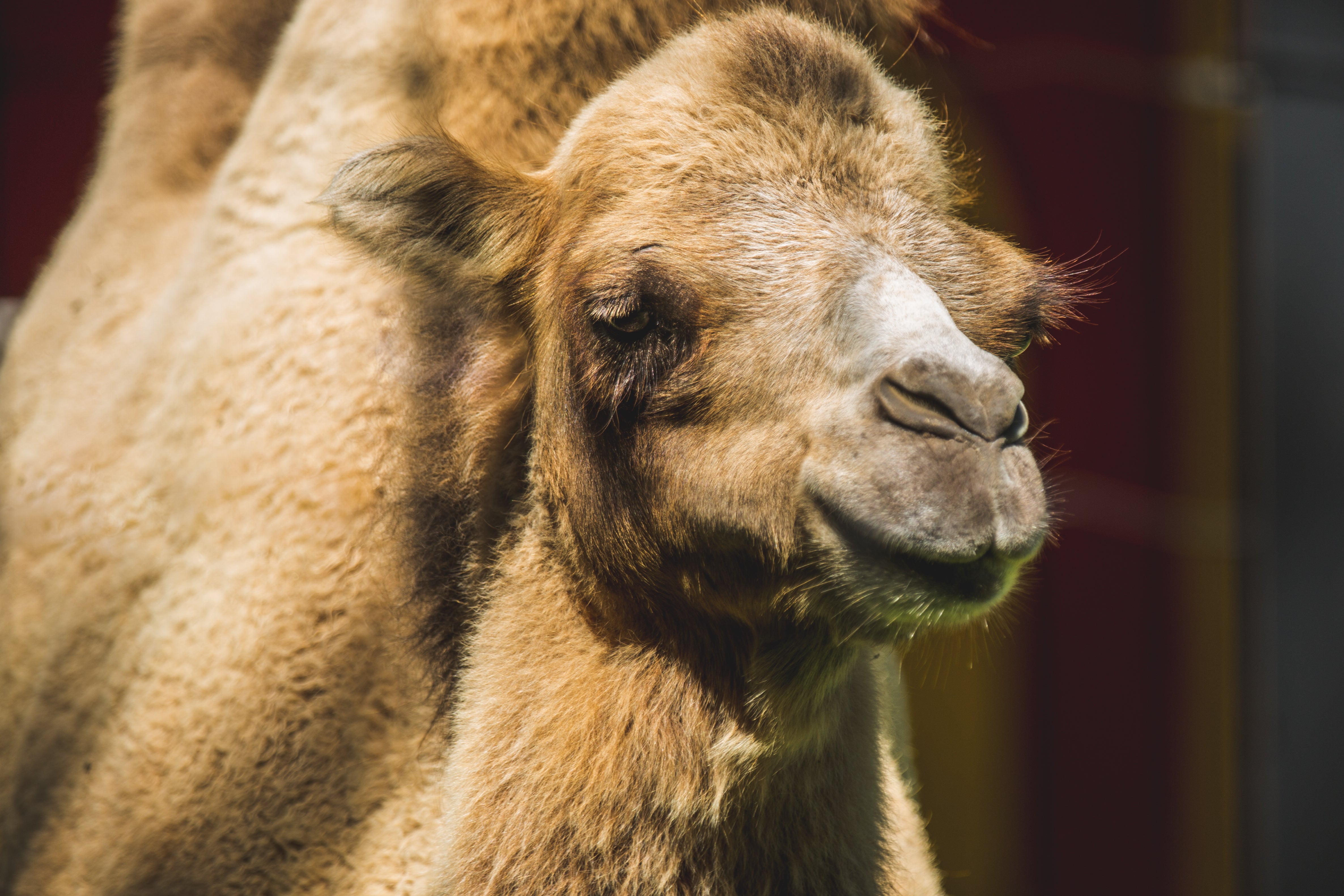 camels face