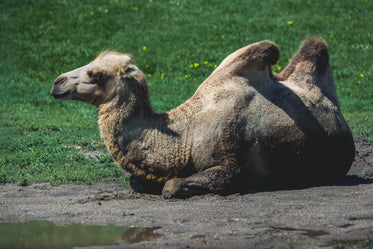 High Res Camel Lying Down Picture — Free Images