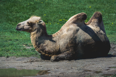 camel lying down