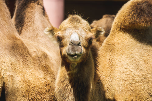 camel staredown