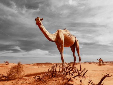 camels journey across unforgiving landscape