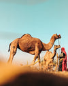camels resting