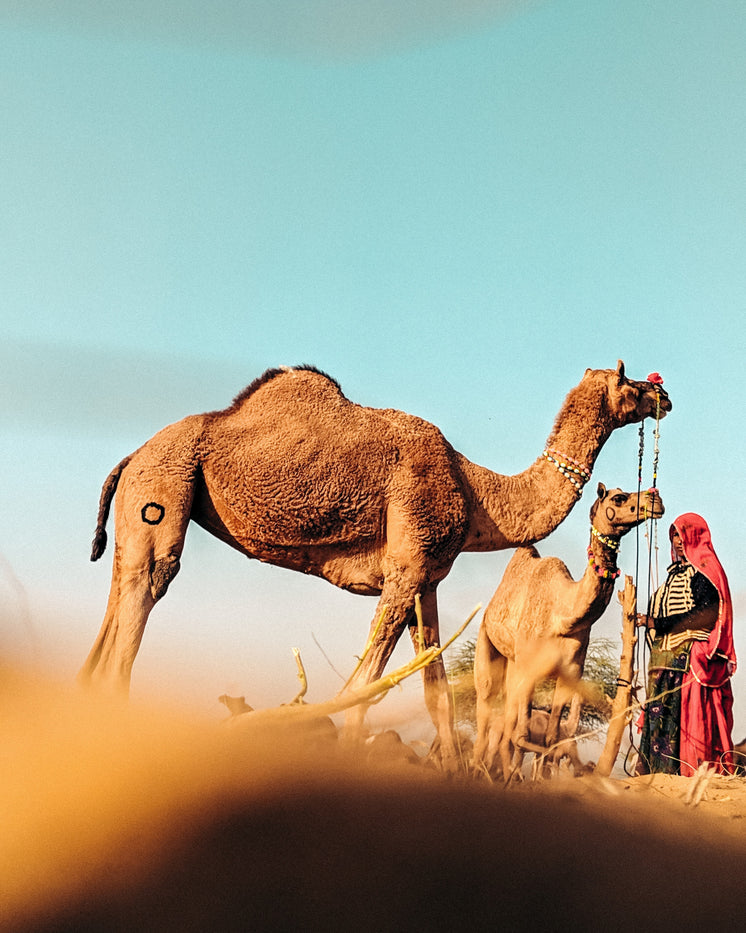 Camels Resting