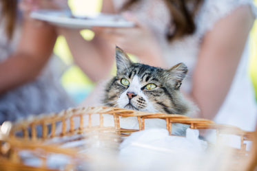 camera focused on a cats white and brown face