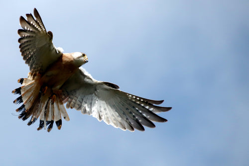 camera look skywards to a bird in flight