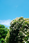 camera look up to a flower covered hedge and blue sky