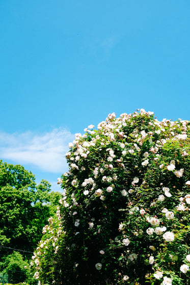 camera look up to a flower covered hedge and blue sky